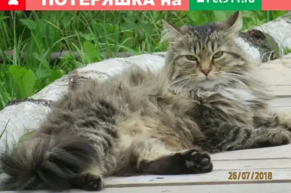 Пропала кошка в садоводческом массиве Движенец, Михайловский.