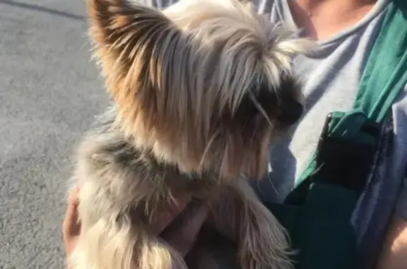 Найдена собака в районе соснового бора в Кемерово