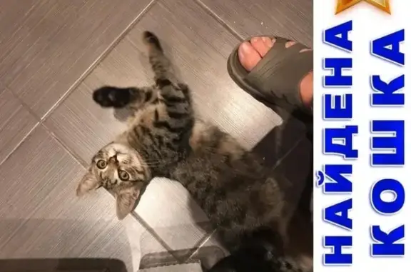 Кошка спасена в Марьино, Москва