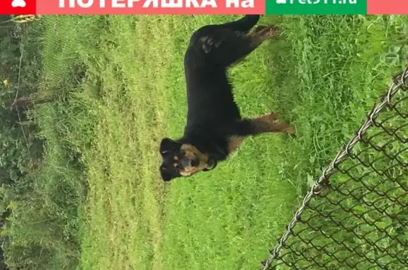 Собака с ошейником найдена в деревне Спасс-Торбеево