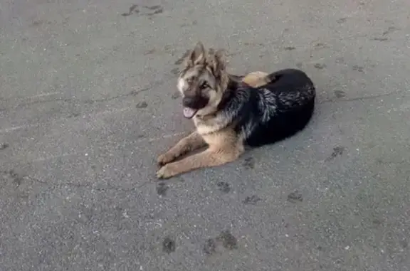 Пропала собака в Карпинске!