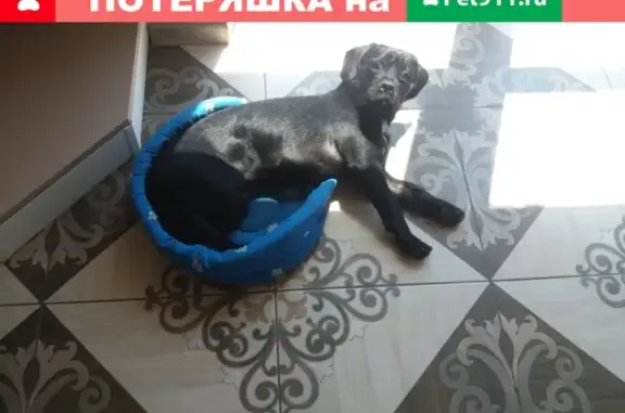 Пропала собака Чёрный кане-корсо в Батайске.