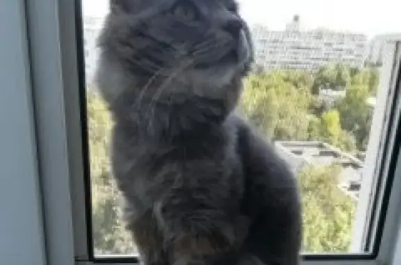 Найден серый кот в Орехово-Борисово, ул. Домодедовская, 24.