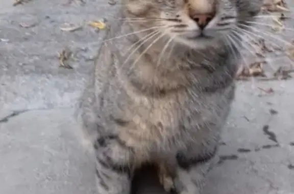 Ласковый котик ищет дом в Подольске