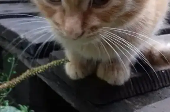 Найдена кошка на стоянке в Подольске