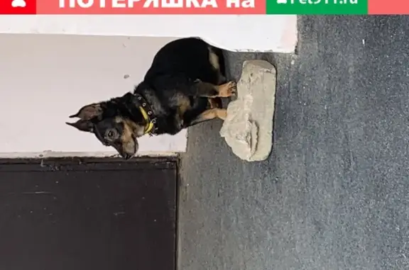 Найдена собака в Промышленном районе Смоленска
