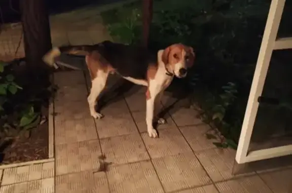 Найдена собака фокс хаус возрастом около года в Старой Бинарадке