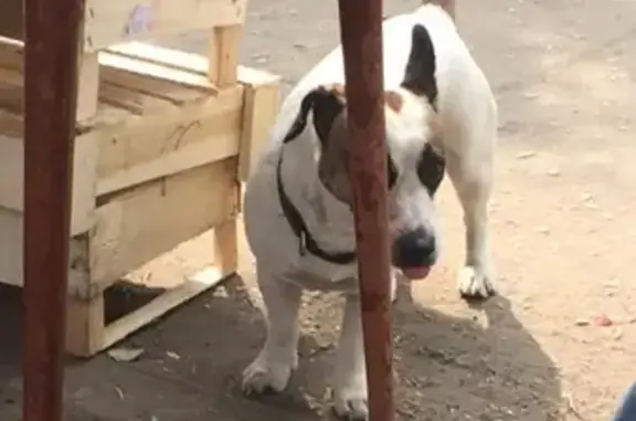 Найдена собака в Докучаево, Барнаул.