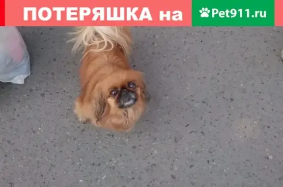 Найдена собака в районе ТЦ Модный, ищет новых хозяев