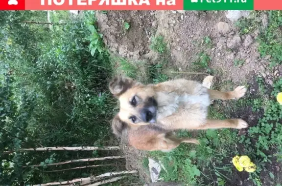Потеряшка собака найдена в Екатеринбурге.