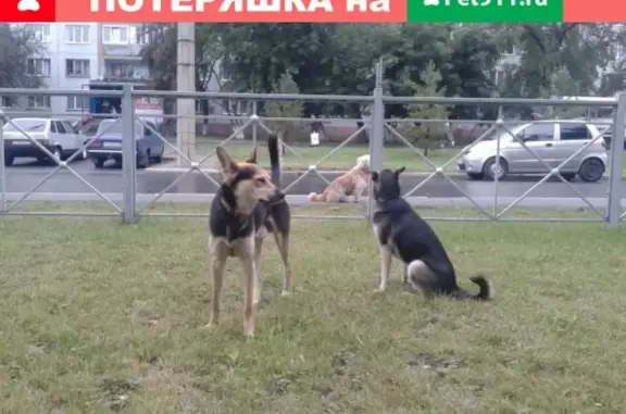 Найдена собака на Бульваре Строителей, Кемерово