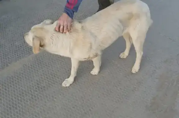 Найдена собака в Нефтеюганске