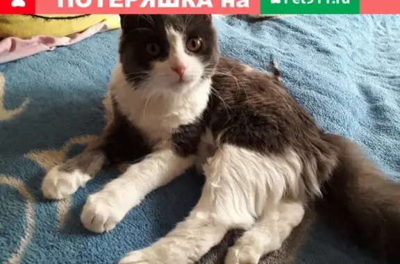 Пропала кошка на ул. Кутузова, Петрозаводск