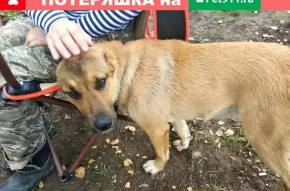 Найдена собака в д. Старосъяново (Домодедово) 17.08.2019