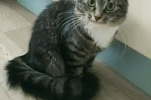 Пропала кошка в Череповце, Вологодская область