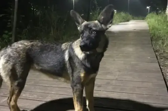 Собака найдена в Горкинско-ометьевском лесу