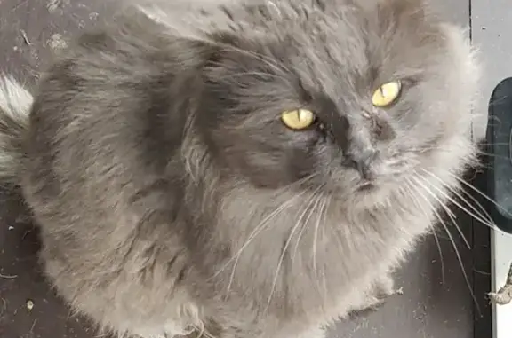 Найден кот в селе Усады, близ Казани.