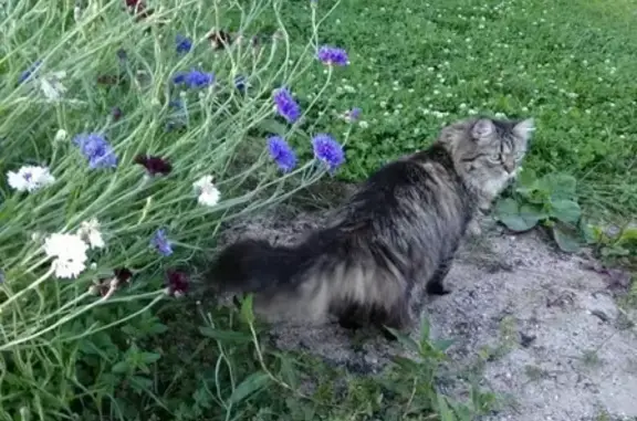 Пропала кошка Василиса в Череповце