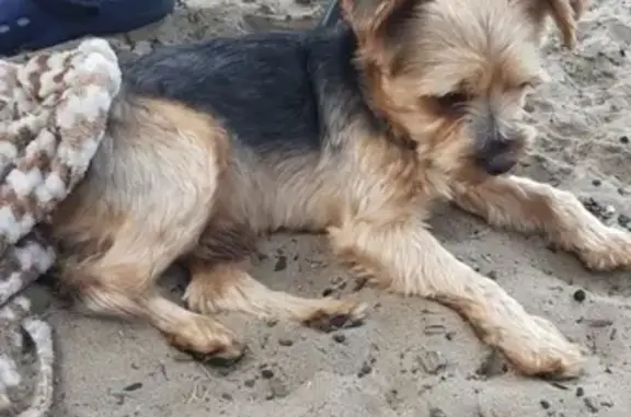 Найдена собака в поселке Куликово, Калининградская область