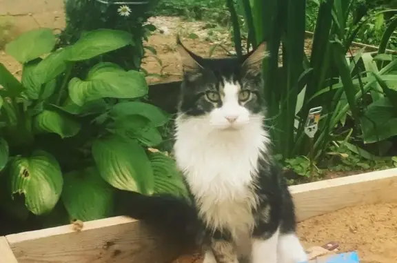 Пропал кот породы Мейн Кун в Наро-Фоминском городском округе.
