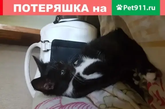 Пропал котенок на 2-й Краснодарской, Ростов-на-Дону