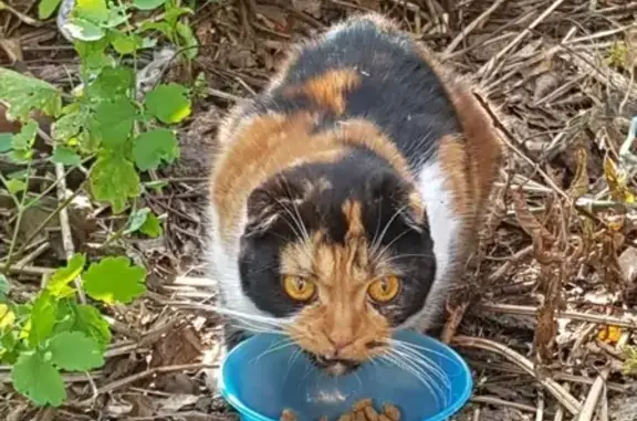 Найдена домашняя кошка в коллективных садах около аэропорта Уктус