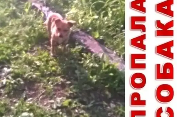 Пропала собака на Вокзальной, Новосибирская область