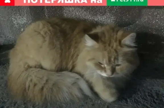 Найден рыжий кот в Тюмени на ул. Зелинского