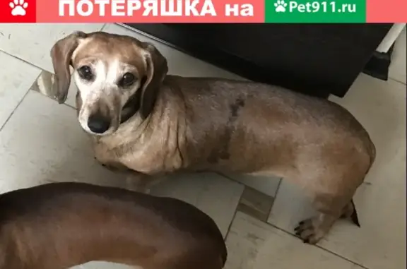 Пропала собака Такса Фея в Раменском округе