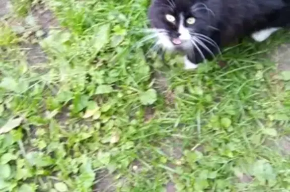 Найдена черная кошка с белым пятнышком в Санкт-Петербурге