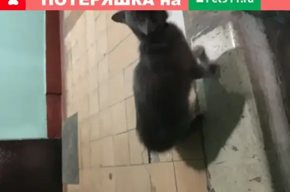 Найден котенок-подросток с ошейником в Москве