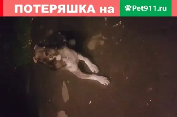Найдена крупная собака с ошейником на 8-й Парковой улице, Москва