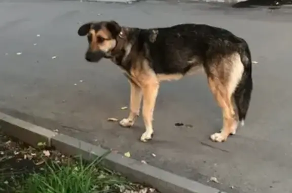 Собака найдена на улице Сущевский вал, Москва