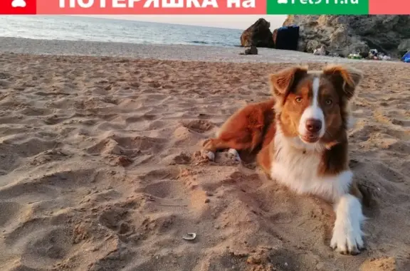 Пропала собака Чили в СНТ Энергия, Московская обл.