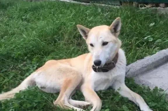 Собака найдена в Йошкар-Оле