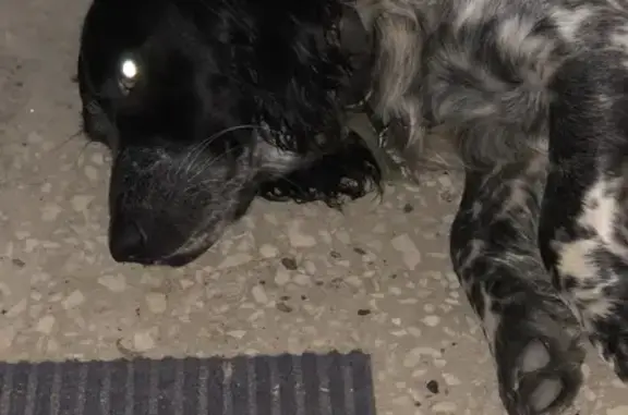 Собака найдена в Нижнем Новгороде на ул. С. Акимова