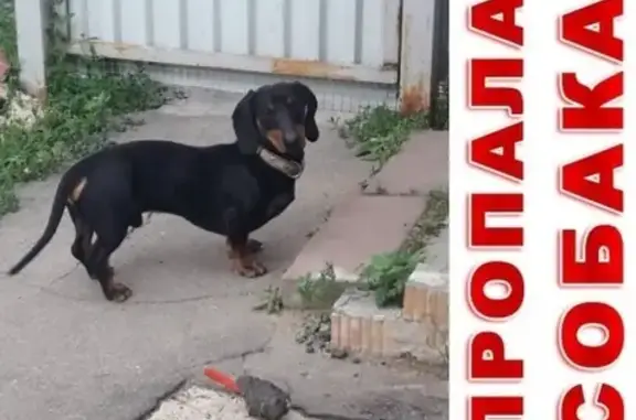 Пропала собака в Калужской области на улице Мира