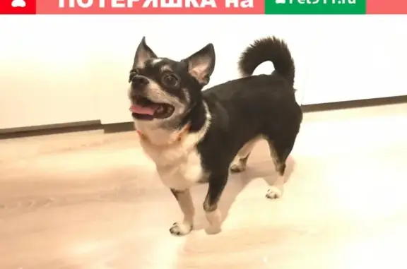 Собака Чихуахуа найдена на Измайловском пр-те, 91А