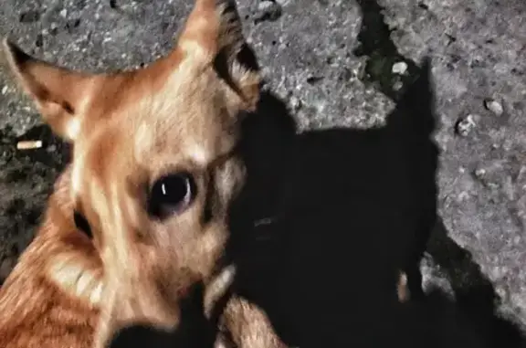 Найдена собака на улице Розы Люксембург в Орле