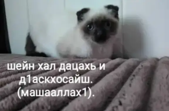 Пропала кошка в Грозном (6-7 мес.)