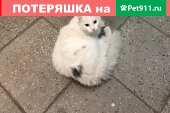 Найдена белая кошка на Сухонской улице в Москве