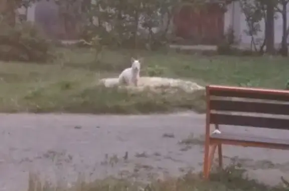 Пропавшая собака на ул. Агалакова, 44 в Челябинске