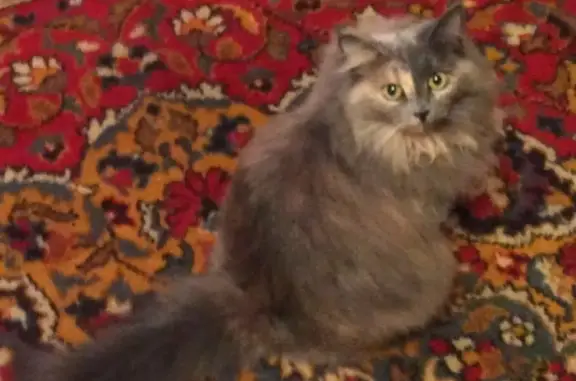 Пропала кошка Алиса в Новокузнецке.