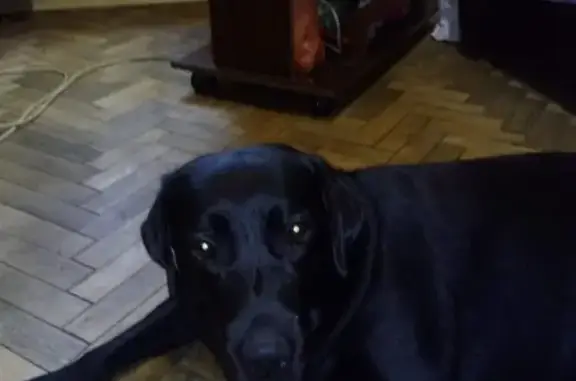 Найдена собака Лабрадор на ул. Декабристов, Москва
