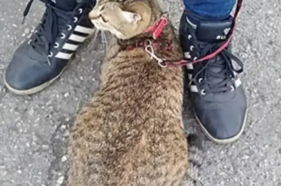Пропала кошка в Прокопьевске, ул. Зенковский Парк