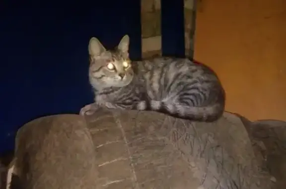 Найдена кошка в Камышине