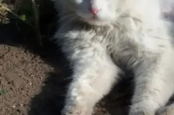 Найдена кошка в Энгельсе, молодой и ласковый