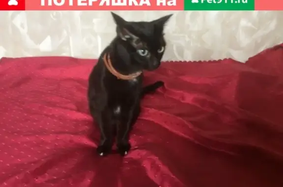 Найдена кошка на улице Генкиной, Н.Новгород [id13402363]