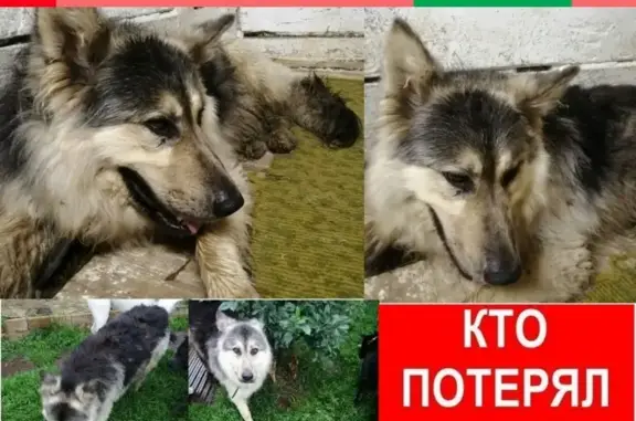 Найдена овчароидная собака в Двуреченске (Свердловская область)