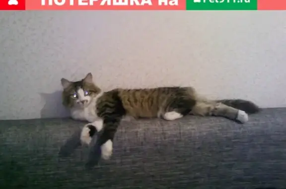 Пропала кошка на пр. Коммунистического 19 в Копейске [id10633777|Татьяна Бояринцева]